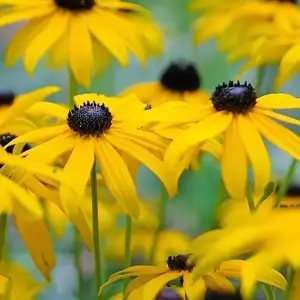 Rudbeckia 'Goldsturm'